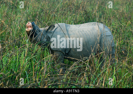 Asiatico-cornuto rinoceronte (Rhinoceros unicornis) controllo per profumo femminile, il Parco Nazionale di Kaziranga INDIA Foto Stock