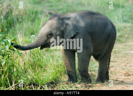 Baby Elefante asiatico (Elephas maximus) il Parco Nazionale di Kaziranga INDIA Foto Stock