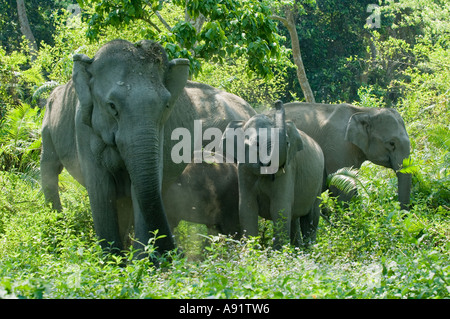 Elefante asiatico gruppo familiare nella foresta (Elephas maximus) il Parco Nazionale di Kaziranga Assam INDIA Foto Stock