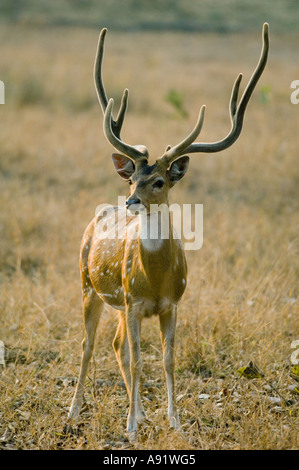 Asse maschio o Spotted Deer (asse asse) INDIA Parco Nazionale di Kanha Foto Stock