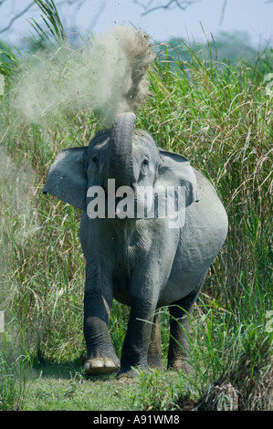 Elefante asiatico tenendo bagno di polvere (Elephas maximus) il Parco Nazionale di Kaziranga Assam INDIA Foto Stock
