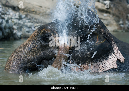 Indiano o Elefante asiatico (Elephas maximus) la balneazione parco di cittadino di Corbett INDIA Foto Stock