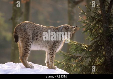 Lynx - in piedi nella neve / Lynx lynx Foto Stock