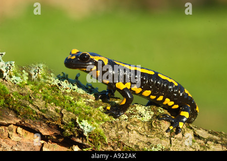 Bloccate Salamandra pezzata / Salamandra salamandra ter Foto Stock