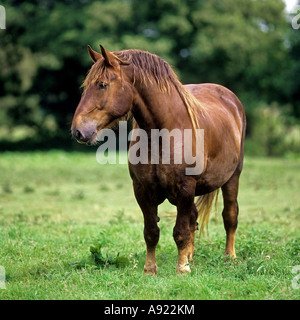 Suffolk Punch cavallo. Adulto di castagno in piedi su un prato Foto Stock