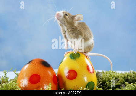Topo elegante con uova di Pasqua Foto Stock