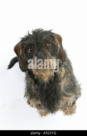 Wire-haired bassotto - tagliare Foto Stock