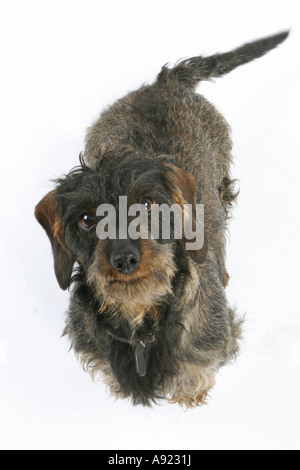 Wire-haired bassotto - tagliare Foto Stock