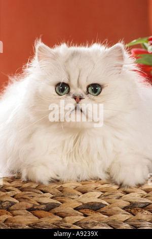 Gatto persiano. Adulto giacente su un banco, ritratto Foto Stock