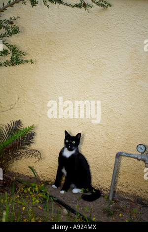 Bianco e nero Cat Foto Stock