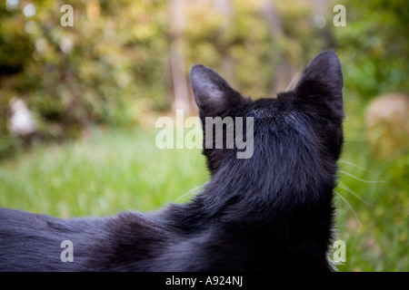 Bianco e nero Cat Foto Stock