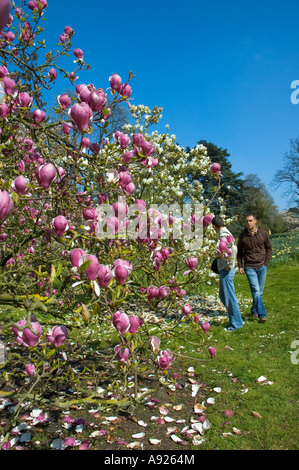 Parigi FRANCIA, i maschi che visitano il Parco Urbano 'Bagatelle Garden', domenica di inizio primavera, albero Magnolia rosa Foto Stock
