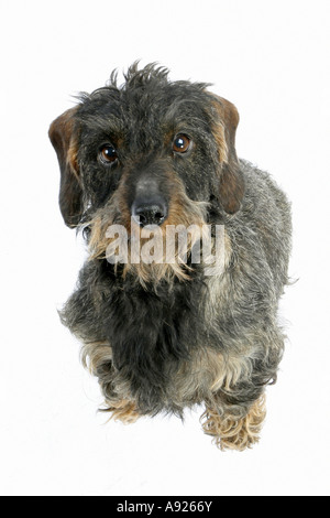 Wire-haired bassotto - tagliare Foto Stock