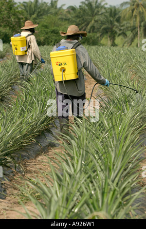 I lavoratori agricoli la spruzzatura di pesticidi sul campo di ananas Foto Stock