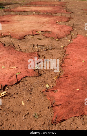 Pelli di vacca di essiccazione al sole in conceria di Tamale del nord del Ghana Africa occidentale Foto Stock