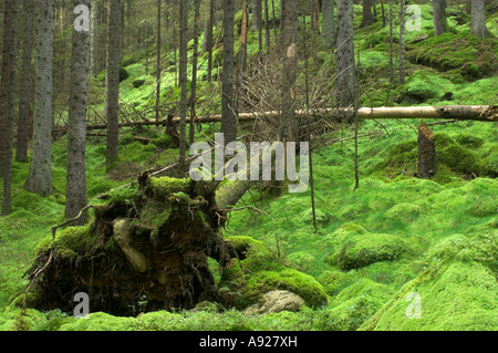 La caduta di alberi in foresta, Risbohult, Västergötland, Svezia Foto Stock