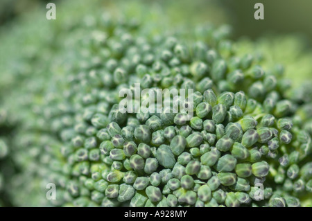 Close up Brocolli Foto Stock