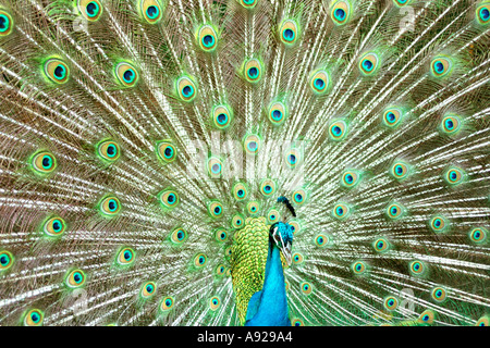Peacock piumaggio completo Hawaii Foto Stock