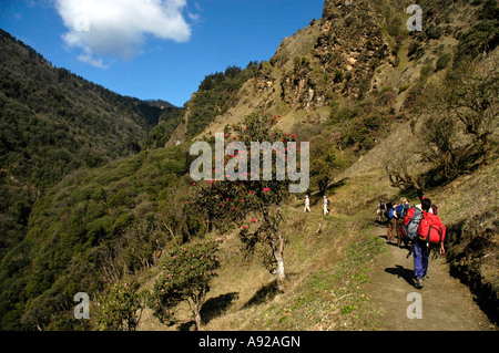 Gruppo di persone è a piedi in un percorso attraverso la fioritura di rododendro foresta Regione Annapurna Nepal Foto Stock