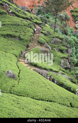 I lavoratori delle piantagioni sul loro modo attraverso uno dello Sri Lanka s rinomato paese in piantagioni di tè Foto Stock