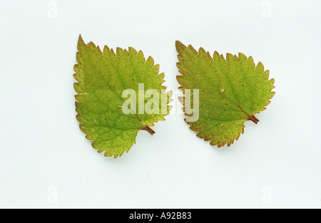Pianta medicinale viola dead ortica Lamium purpureum Rote Taubnessel Foto Stock