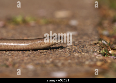 Blindworm (Anguis fragilis) Foto Stock