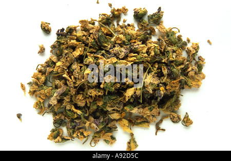 Piante medicinali fiori secchi e foglie di viola mammola Viola odorata Veilchen Foto Stock