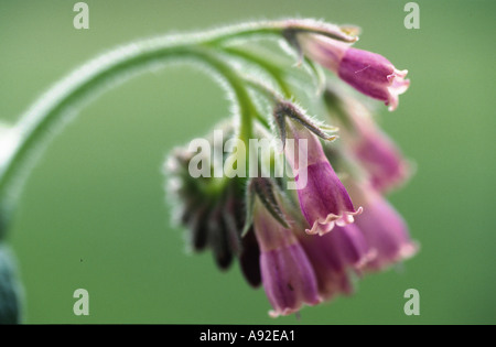 Pianta medicinale Symphytum officinalis comune Beinwell Comfrey Foto Stock