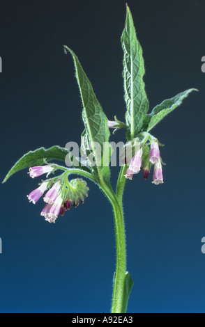 Pianta medicinale Symphytum officinalis comune Beinwell Comfrey Foto Stock