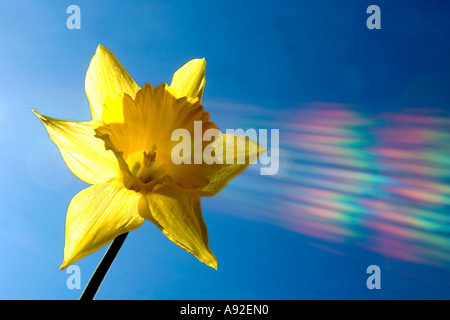 Unico soleggiato daffodil contro il cielo blu Foto Stock