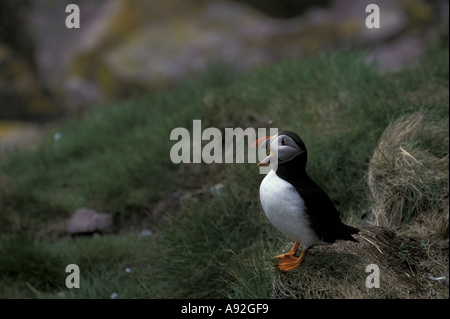 NA, Canada, Terranova. Atlantic puffin Foto Stock