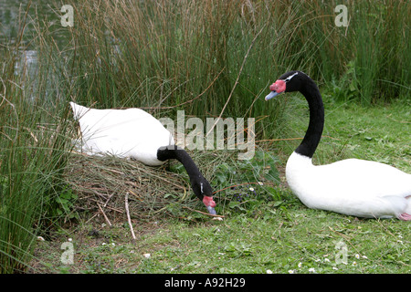 Collo Nero Swans nesting Foto Stock