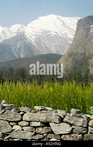 Muro di pietra con grana verde foresta di campi e montagne coperte di neve Lete Regione Annapurna Nepal Foto Stock