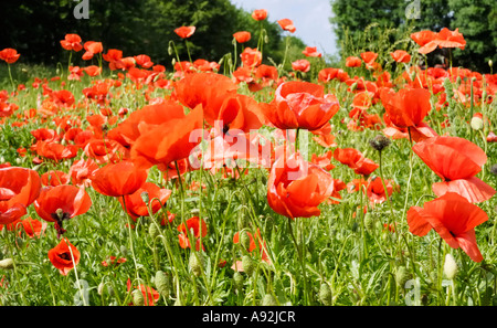 Campo incolto sfavillavano rosso da fiori di papavero, Papaver rhoeas L; Papaveraceae Foto Stock
