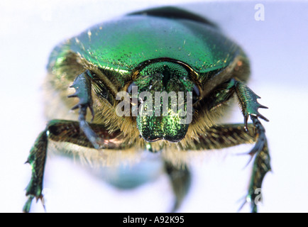 Chafer di rosa Foto Stock