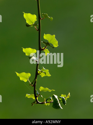 Edera (Hedera helix) Foto Stock