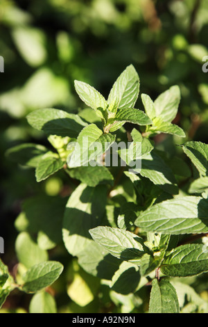 La Menta Piperita (Mentha piperita) Foto Stock