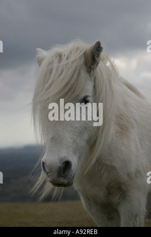 Dartmoor pony closeup close-up headshot colpo di testa Foto Stock