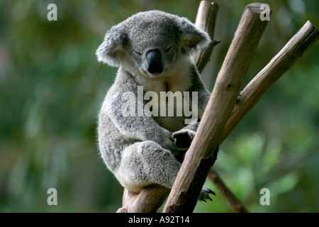 Il Koala recare in una natura prenotazione in Australia Foto Stock