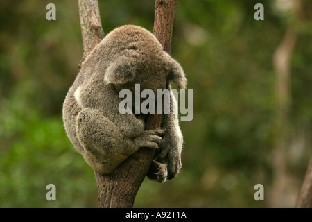 Il Koala recare in una natura prenotazione in Australia Foto Stock