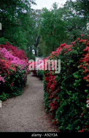 Percorso attraverso Azalea arbusti a fine aprile Isabella Plantation Richmond Park nr London REGNO UNITO Inghilterra gran bretagna europa UE Foto Stock