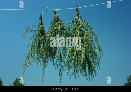 Piante medicinali alle erbe aromatiche spezie Artemisia Beifuß Beifuss Artemisia vulgaris di essiccazione al sole Foto Stock