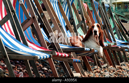 Basset Hound di fronte alla fotocamera crogiolarsi al sole su una sedia a sdraio sulla spiaggia di Brighton Foto Stock