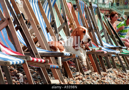 Basset Hound crogiolarsi al sole su una sedia a sdraio sulla spiaggia di Brighton Seafront Foto Stock