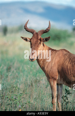 Ritratto di coke s Hartebeest o Kongoni Salt Lick Santuario nei pressi di Tsavo ovest del Parco Nazionale del Kenya Foto Stock