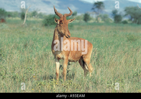 Coke s Hartebeest o Kongoni Salt Lick Santuario nei pressi di Tsavo ovest del Parco Nazionale del Kenya Foto Stock