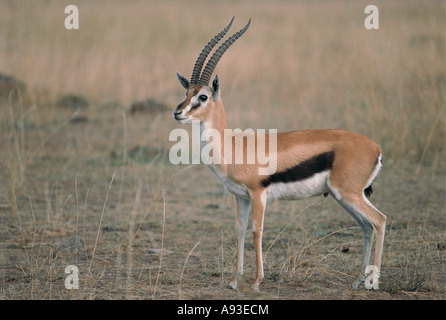 Maschio di Thomson s gazzella Masai Mara riserva nazionale del Kenya Foto Stock