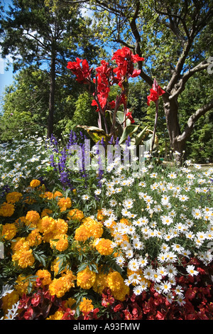 Flower border with marigolds and daisies in park Victoria Canada Foto Stock