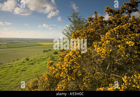 Gorse Ulex Europaeus in fiore Ivinghoe colline Chilterns Bucks Foto Stock