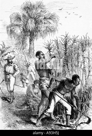 Piantagione di zucchero schiavi 1858 incisione di schiavi nel British West Indies lavorazione della canna da zucchero Foto Stock